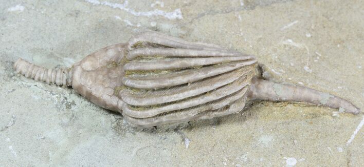 D Macrocrinus Crinoid Fossil - Indiana #52928